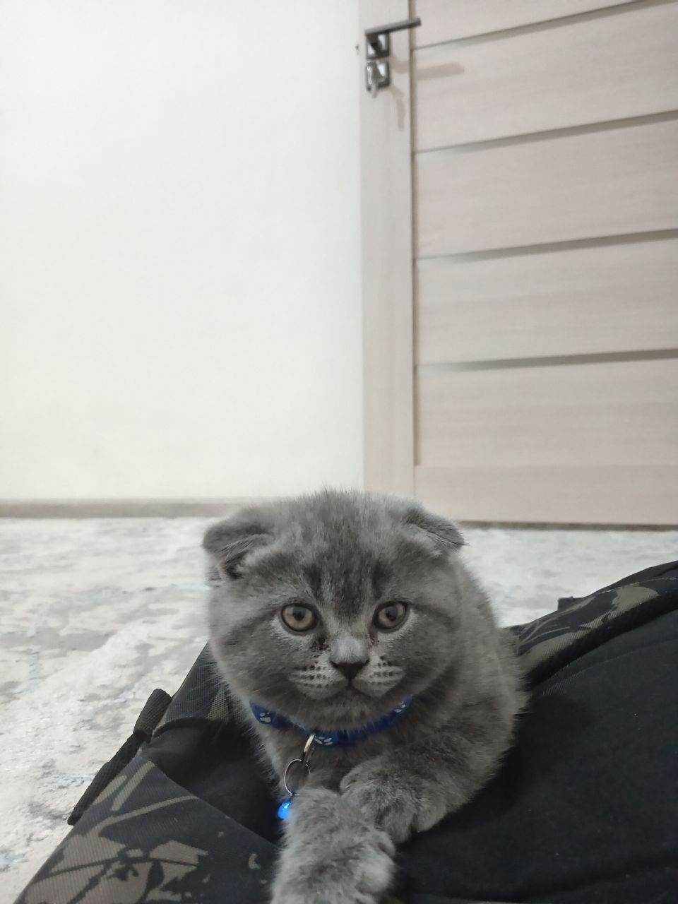 Sçotsh fold mushukcha sotiladi