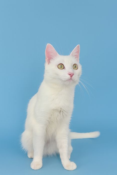 Отдам кошку АЙСИ. Стерилизована