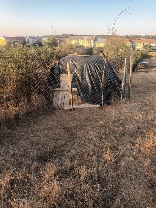 Vand fân iarba de calitate