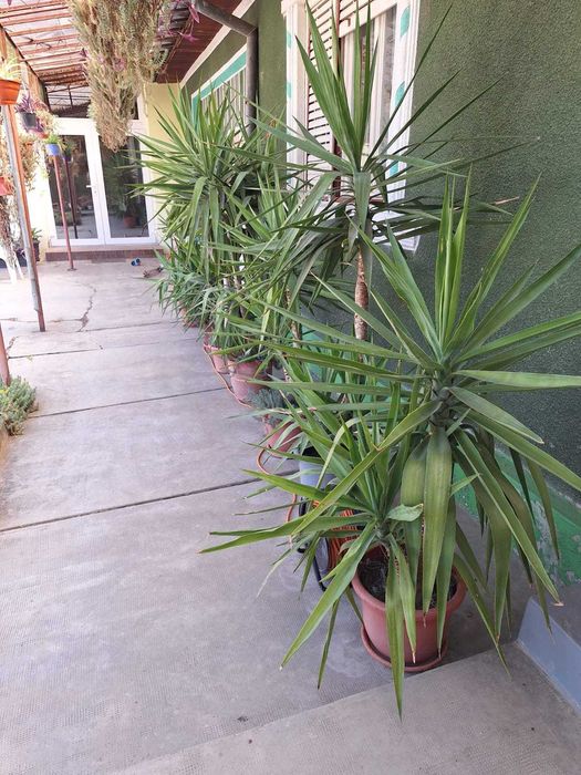 Yuka-floare la ghiveci