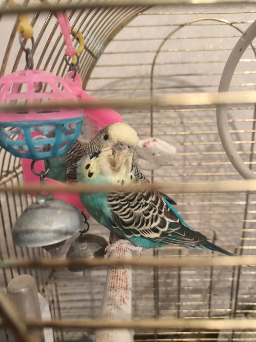 Продам волнистого попугая