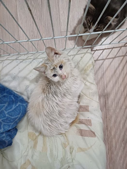Отдам котенка (6 месяцев)