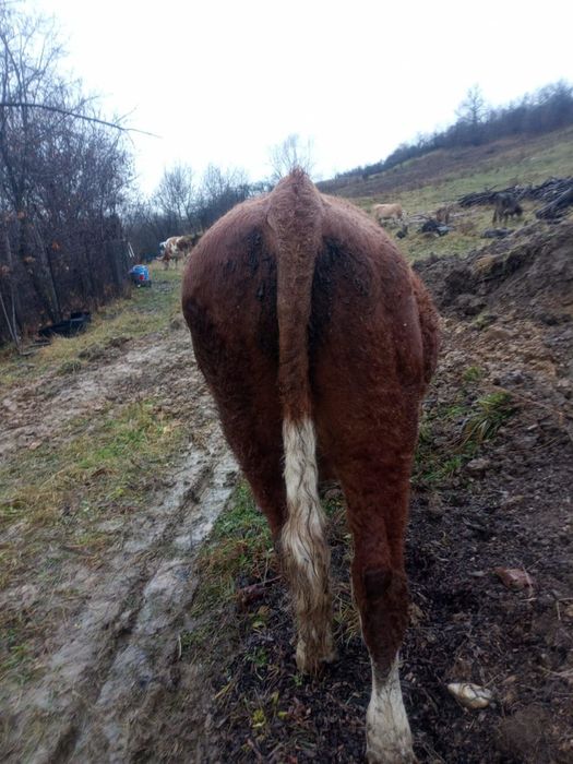 Vând taur rasa Bălțata Românească