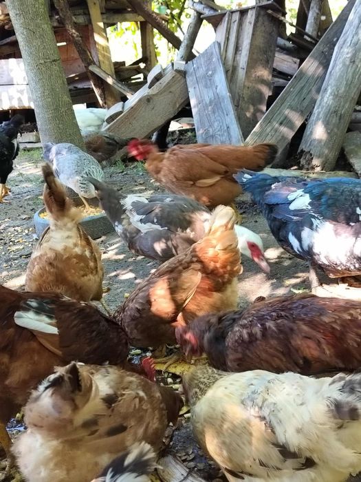 Rațe mute, găinușe