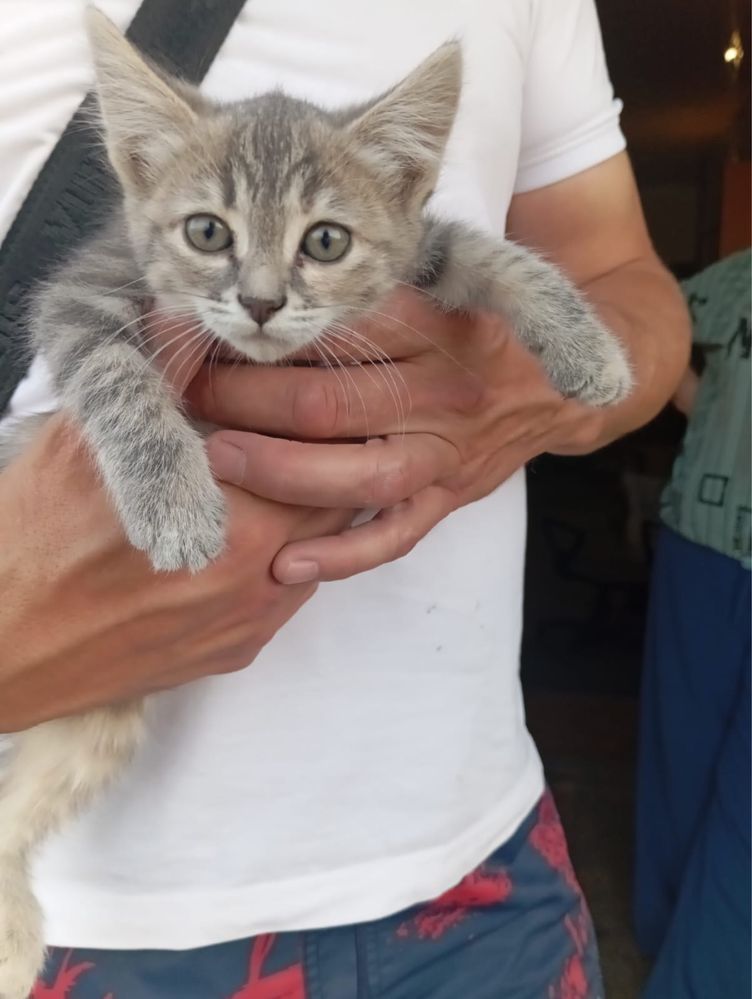 Котыта девочки ищут дом