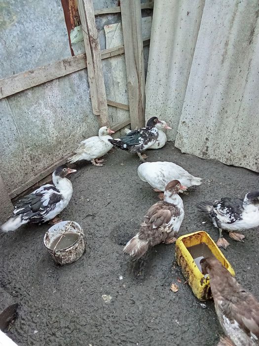 Продам индоуток недорого