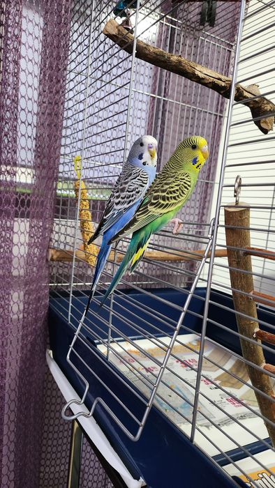 Vand pereche perusi tineri