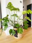 Monstera Deliciosa 130 cm
