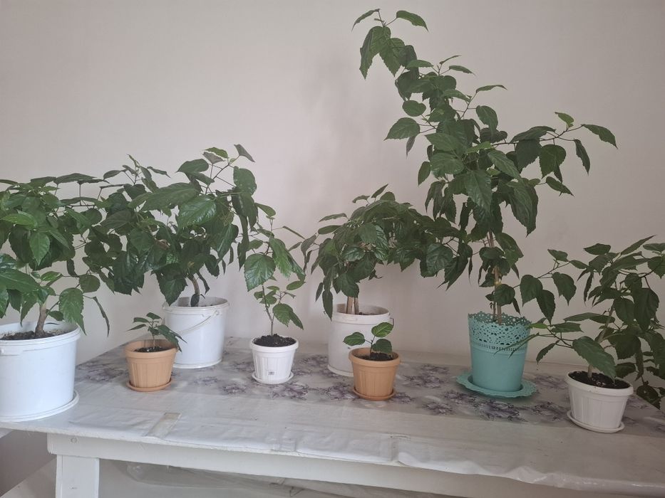 Цветы, Гул сатылады.