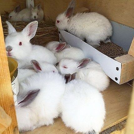 Калифорнийские крольчата
