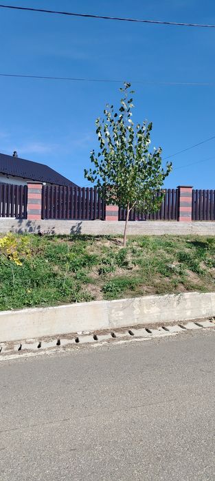 Puieti Plop euro american pin negru și silvestru