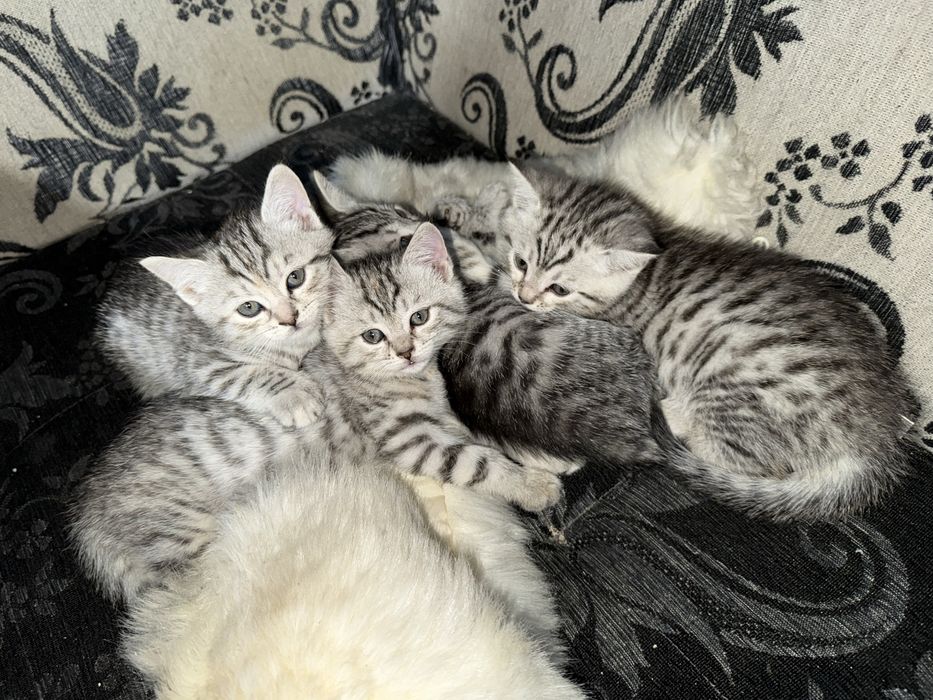 Котята шотланские девочки и мальчики