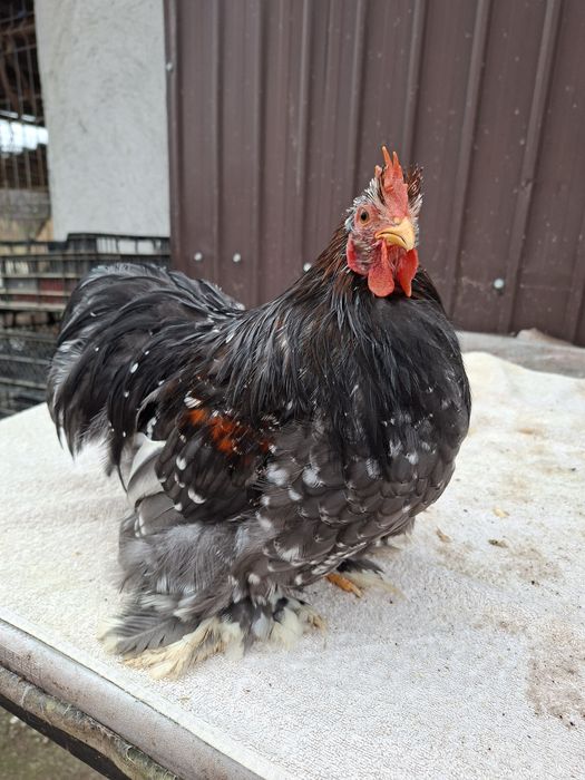 Vând cocoși Cochinchina pitic