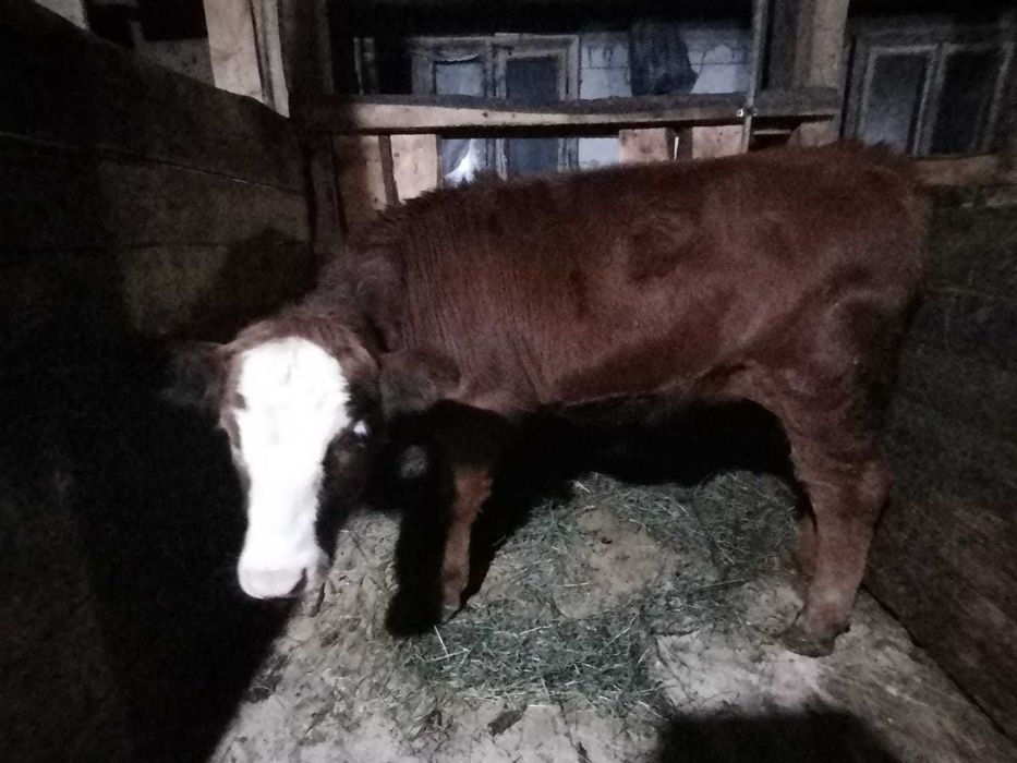 vand vițică de 6 luni