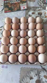 Ouă proaspete de țară de vânzare