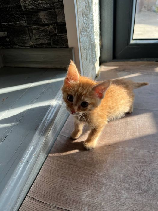 Отдам в хорошие руки