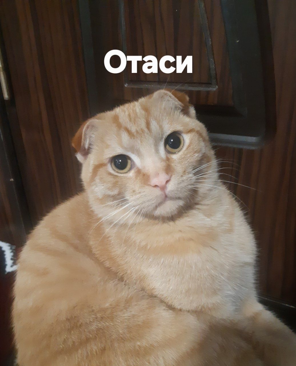 Мушукча сотилади