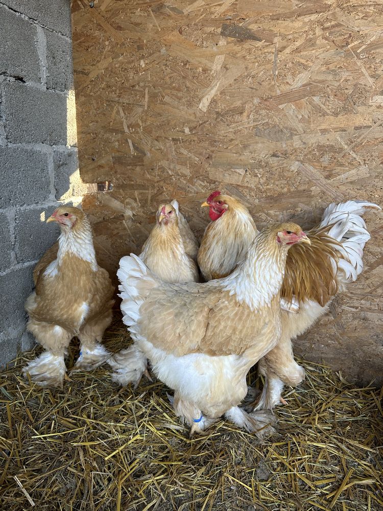 Cocos brahma lemon din anul 2024