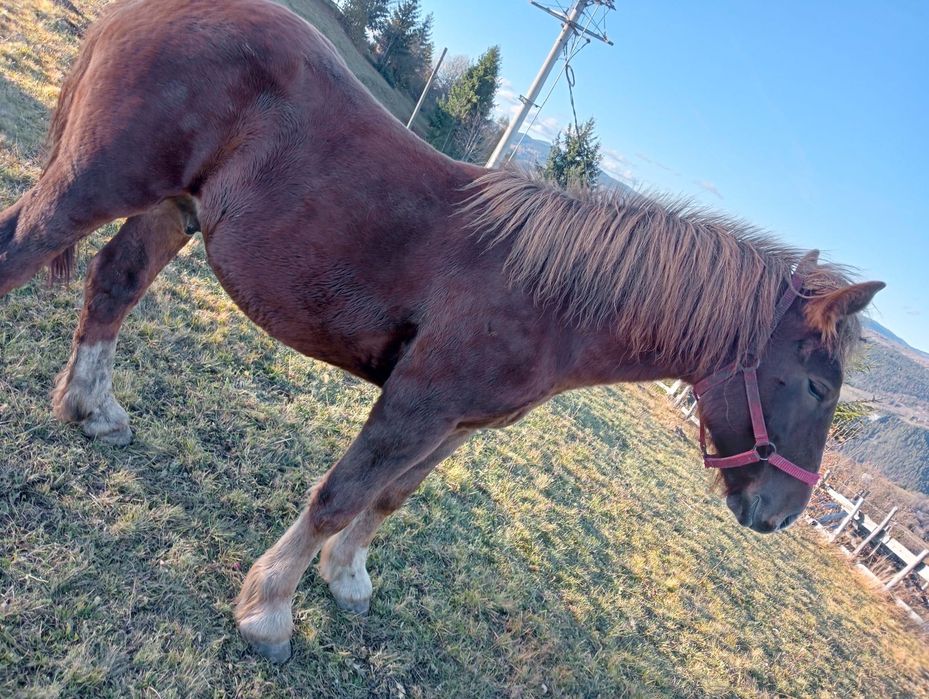 Mânz de vânzare 1 an și 5 luni