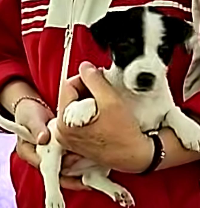 Мини пинчер женски