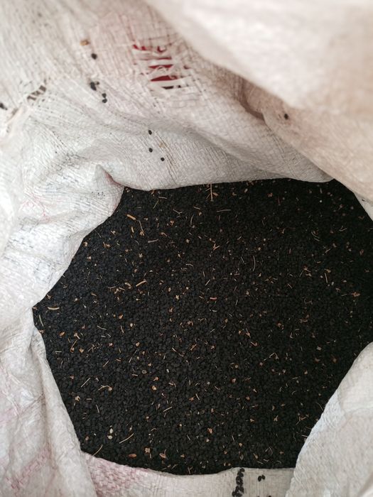 Пиёз уруги (Испан уруги)