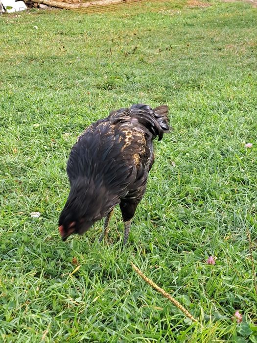 Vand cocosi Ameraucana, Italiana, Brahma si metiși