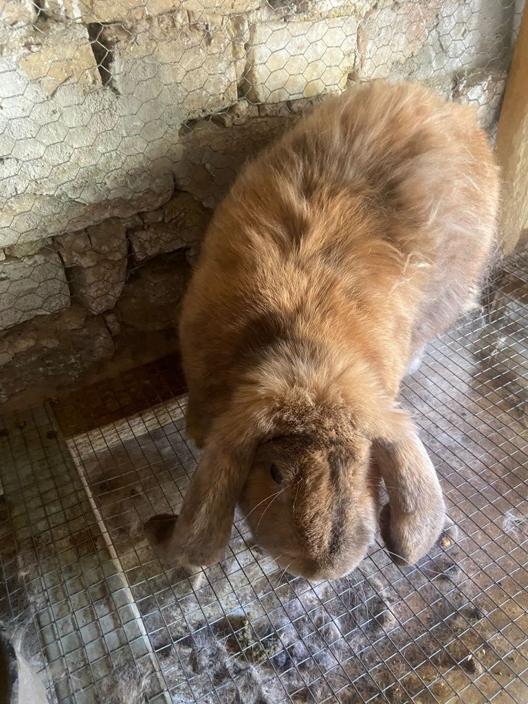 Заек женски кочоват
