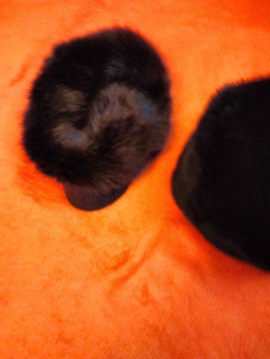 Căciulă de vulpe neagra+ șapcă blana,maro