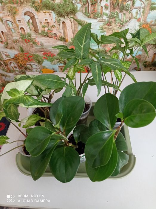 Сингониумы и переромия туполистная.