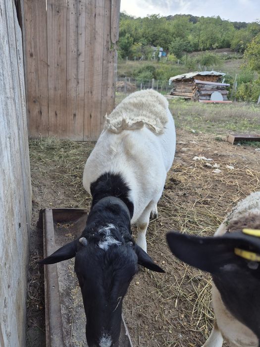 Vând berbecuț dorper