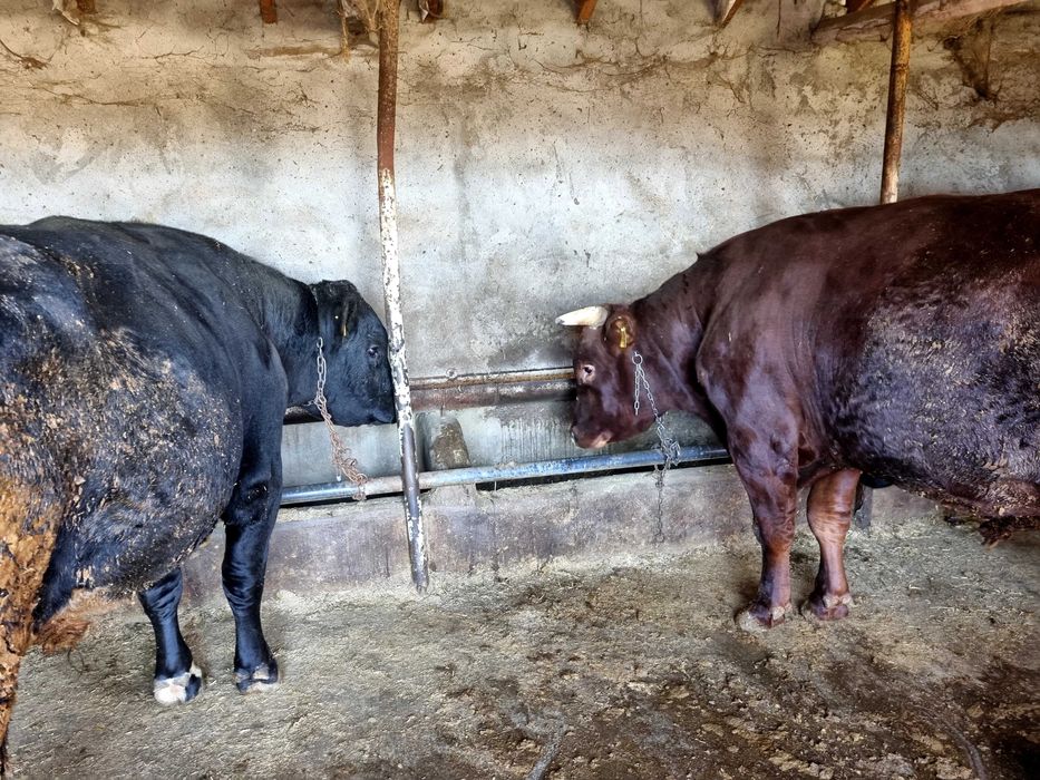 Мъжки угоени телета
