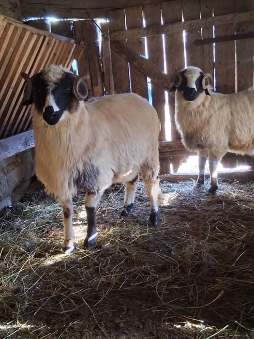 Berbecuti de vanzare