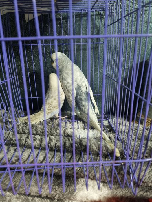 Perusi pereche  culoare frumoasa