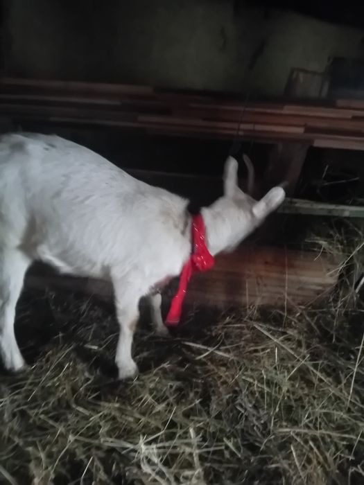 Vând  iadă de lapte sanen