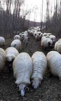 Vând oi cu miei de rasă