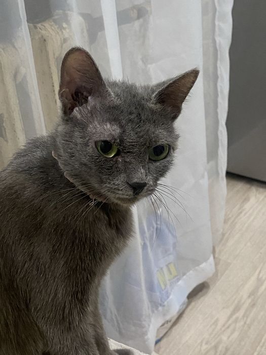 Отлам кошку в добрые руки