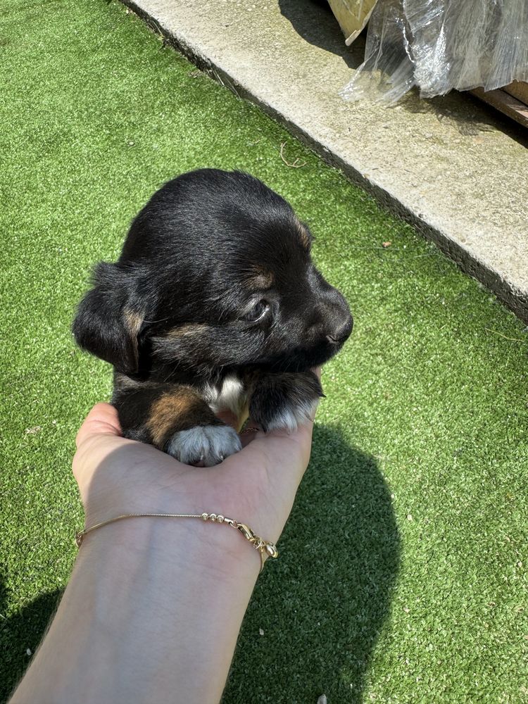 Update_Donare catei (1 baietel alb si 1 fetita neagra)