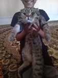 Scottish fold zotor mushuk