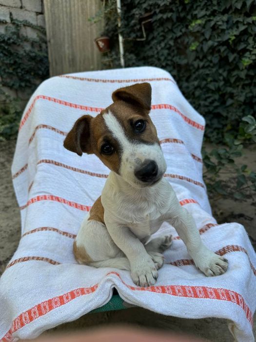 Продается щенок Джек Рассел терьера 3месяца