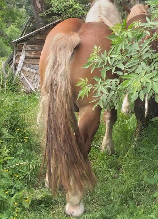 Vând harmăsar de 5 ani   .