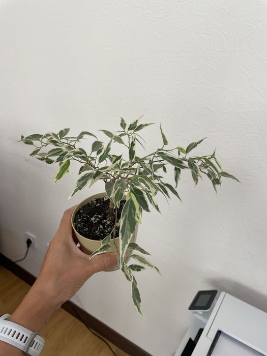 Продаются сортовые фикусы