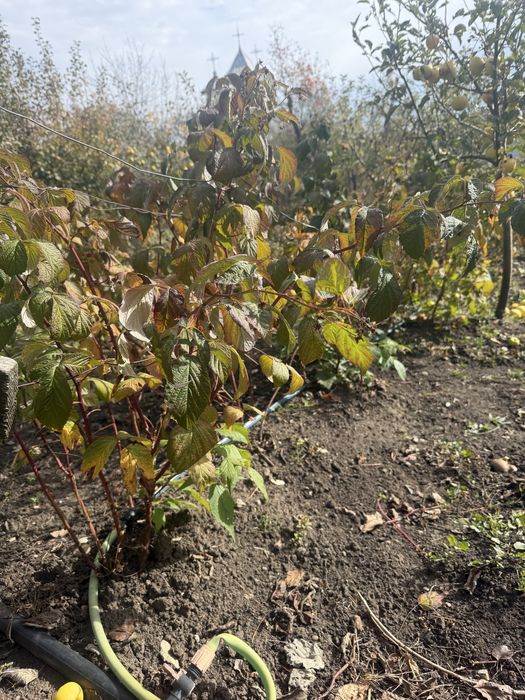 Stoloni de zmeura glen ample si laszka
