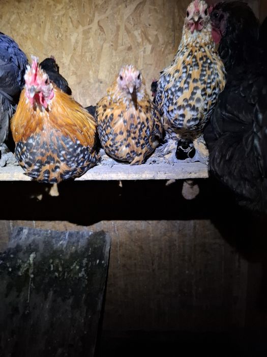 Gainuse mii de flori