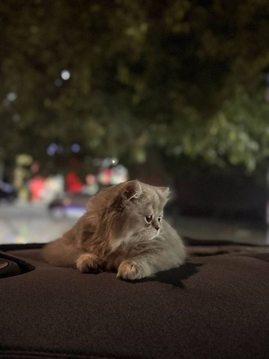 Кошка персидской породы