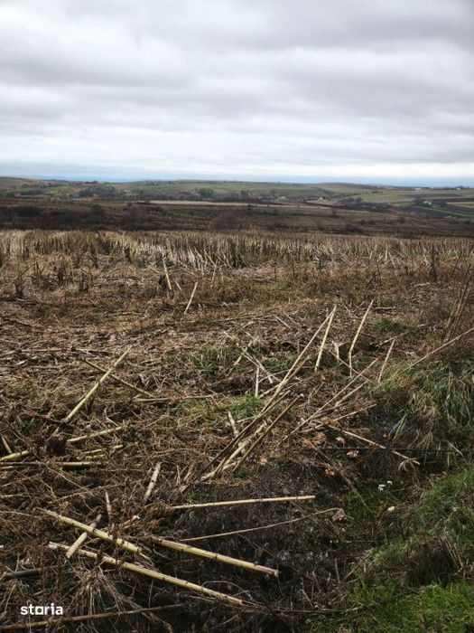 Teren intravilan, 5000mp, Siret