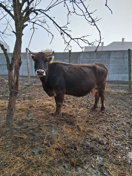 Vacă brună de maramureș