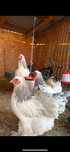 Disponibila familie brahma herminat deschis