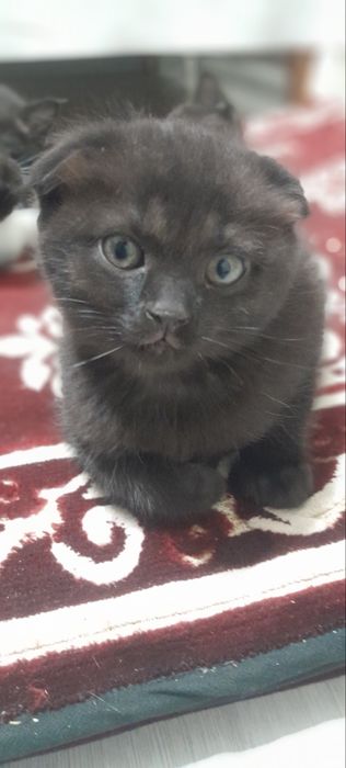 Scotsh Foold tekinga bolalari bilan brga