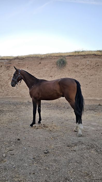 Ot Sotiladi Продаётся лошадь