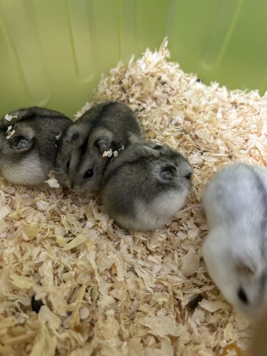 Donez hamsteri (Galati)